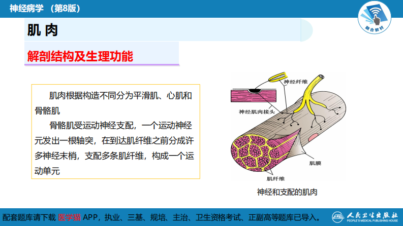 第二章 神经系统的解剖、生理及病损的定位诊断（4）.pdf 第4页