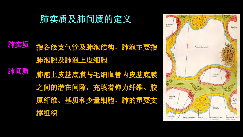 肺部影像学部分病理征象解读.pdf 第4页