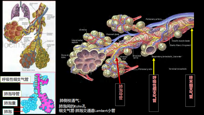 肺部影像学部分病理征象解读.pdf 第5页