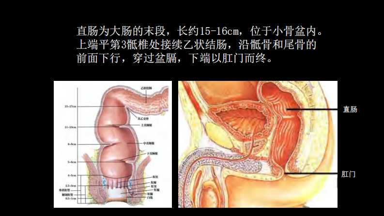 直肠癌：MRI与临床.pdf 第2页