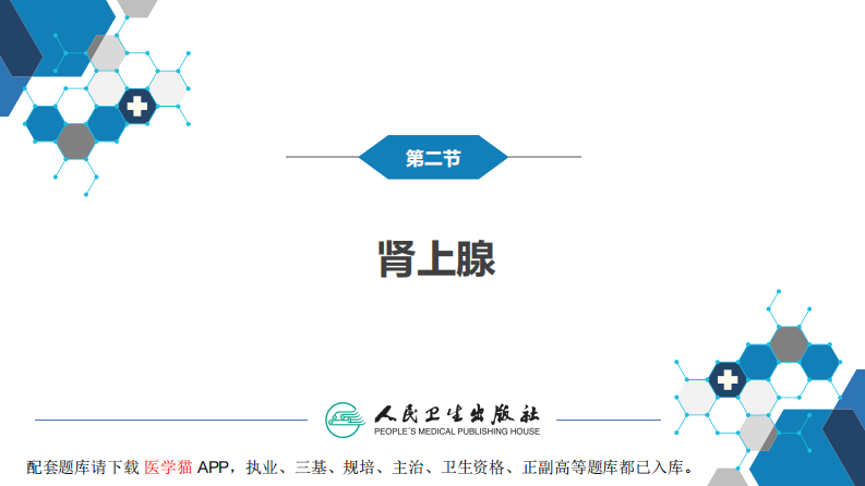 第八章 泌尿生殖系统与腹膜后间隙 第二节 肾上腺.pdf 第3页