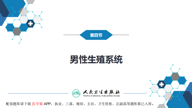 第八章 泌尿生殖系统与腹膜后间隙 第四节 男性生殖系统.pdf 第3页