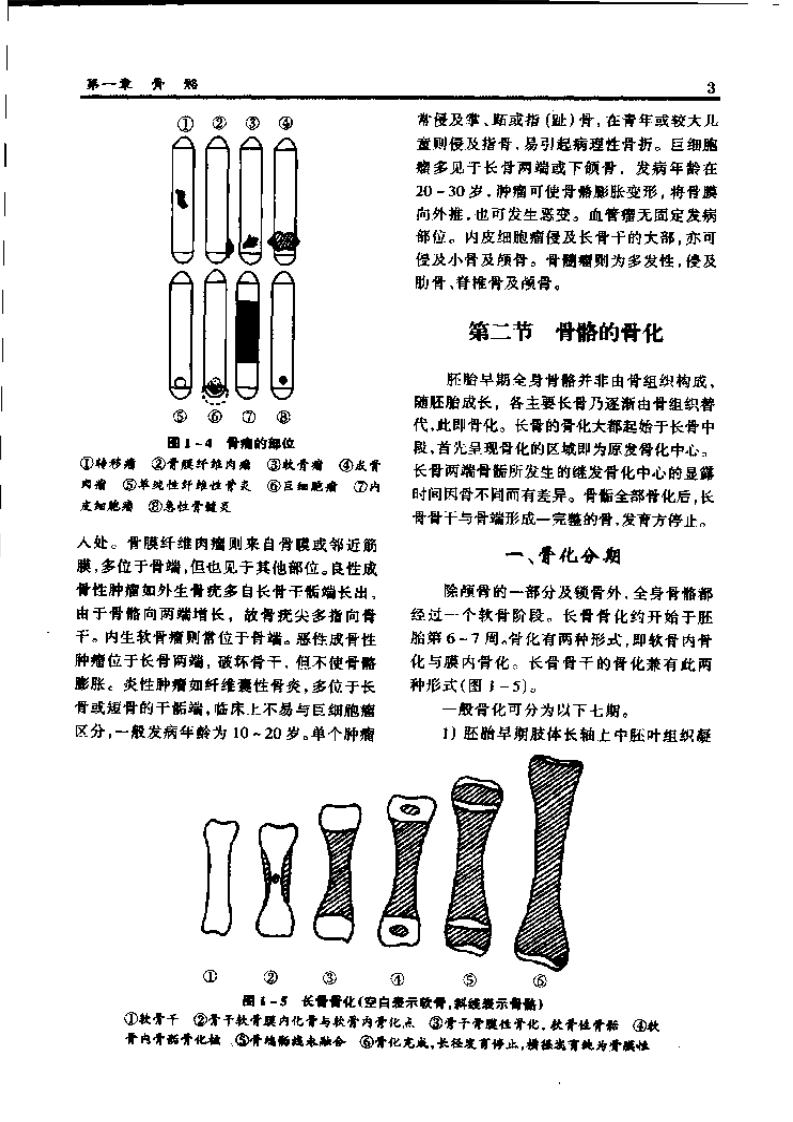 骨科应用解剖学.pdf 第5页