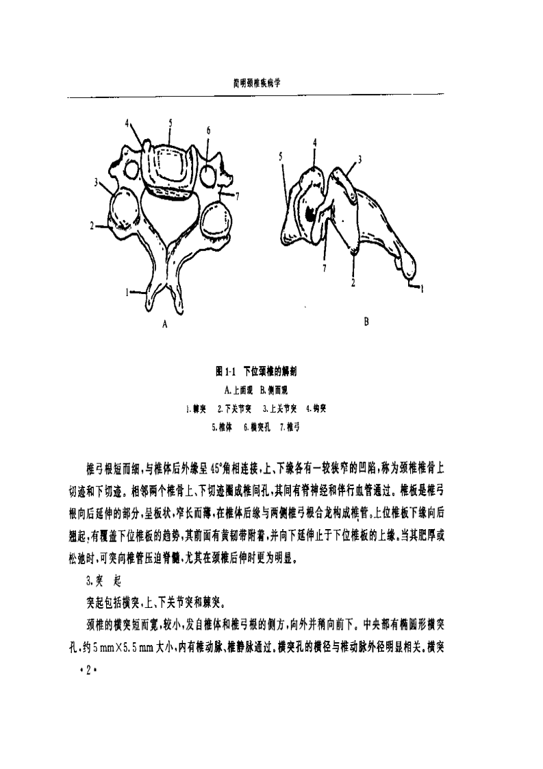 简明颈椎疾病学.pdf 第5页