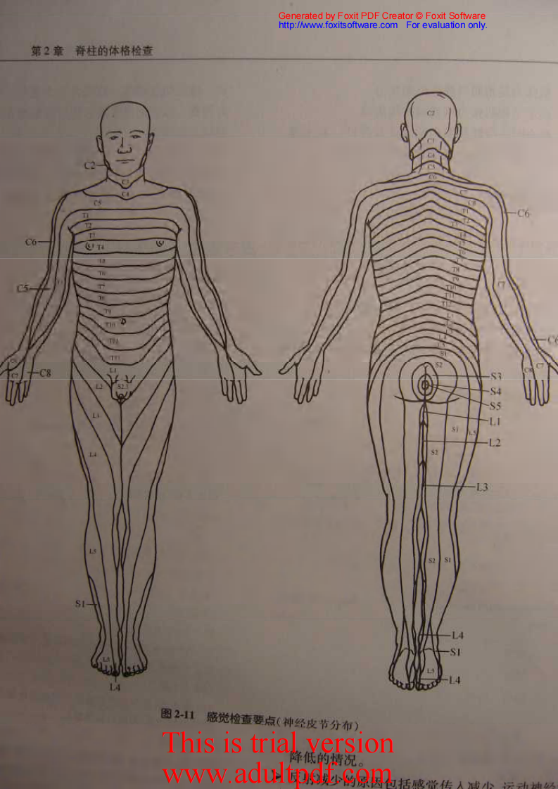 骨科核心知识—脊柱.pdf 第2页