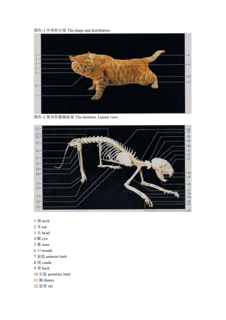猫解剖图谱66页.pdf 第1页