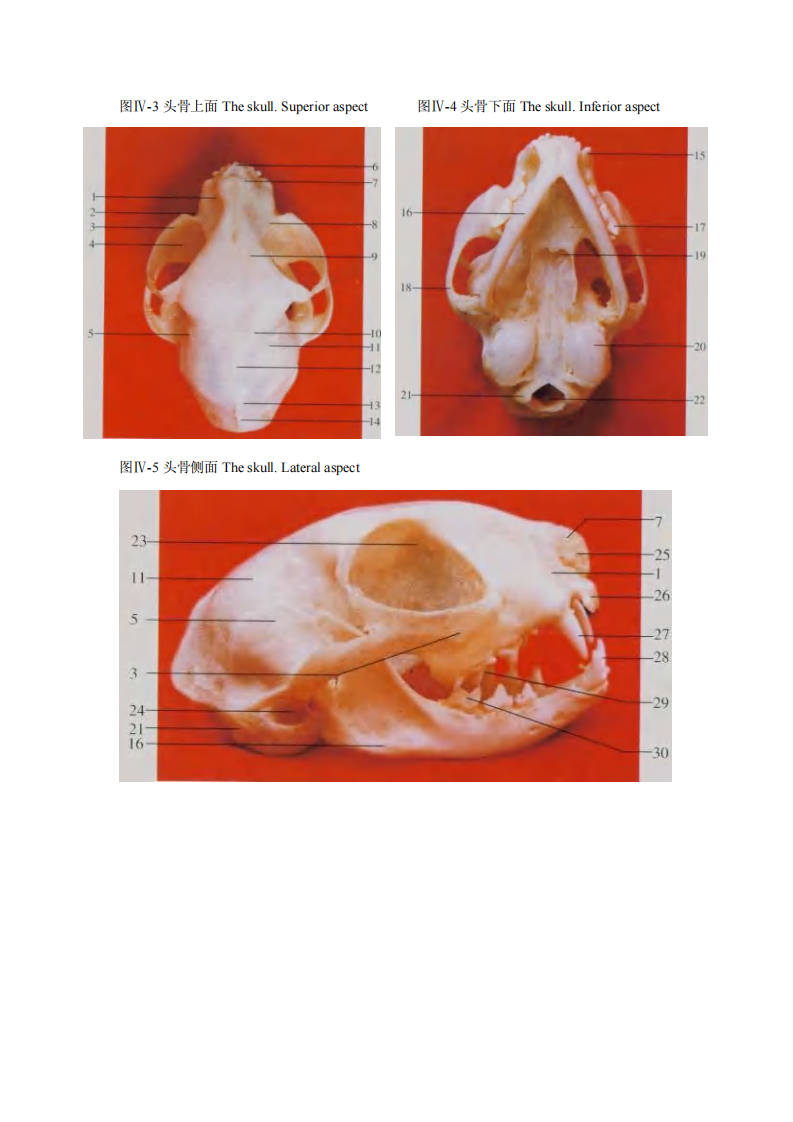 猫解剖图谱66页.pdf 第3页