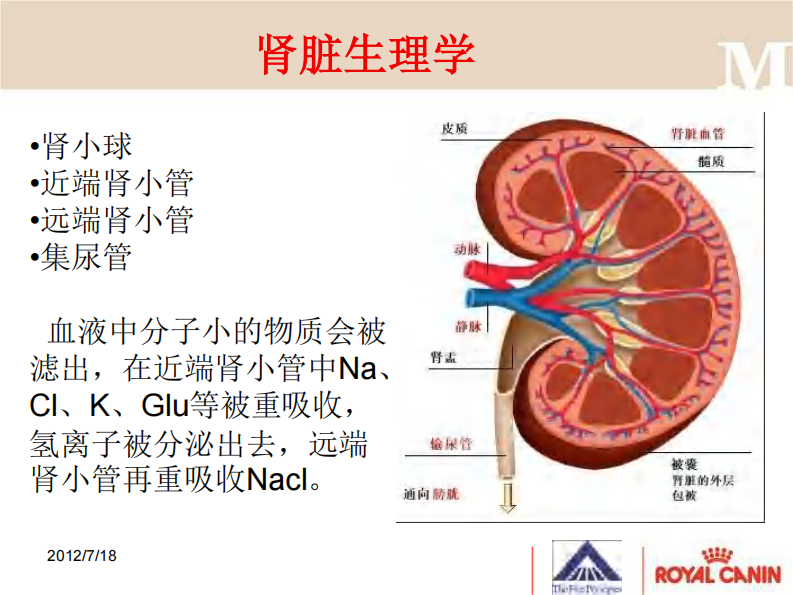 宠物-慢性肾脏病诊断.pdf 第5页