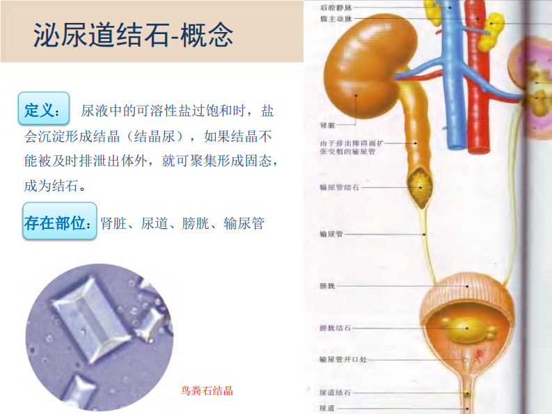 宠物-尿石症的营养方案.pdf 第5页