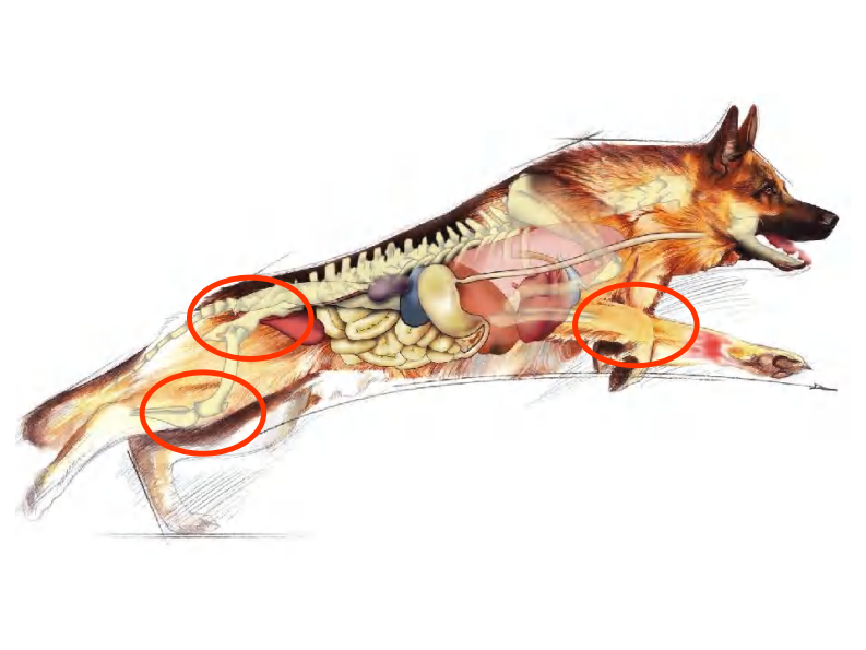 宠物-犬关节炎.pdf 第3页