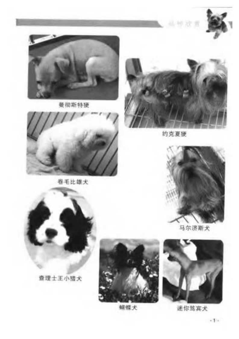 宠物狗驯养技法.pdf 第5页