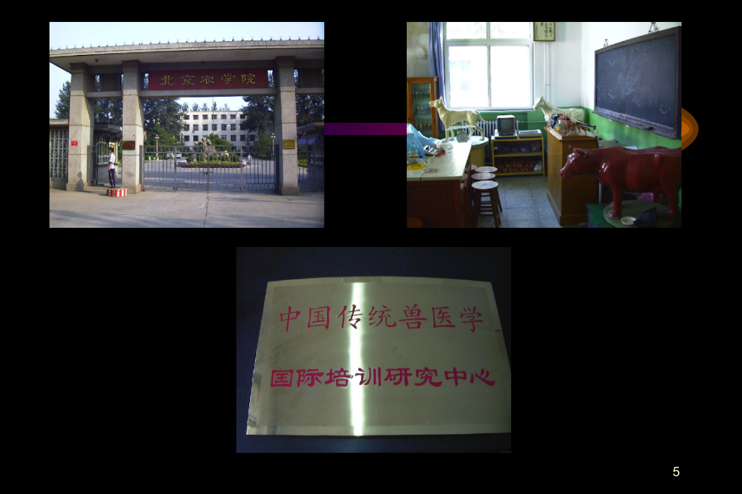 小动物临床针灸疗法总论-陈武.ppt 第5页