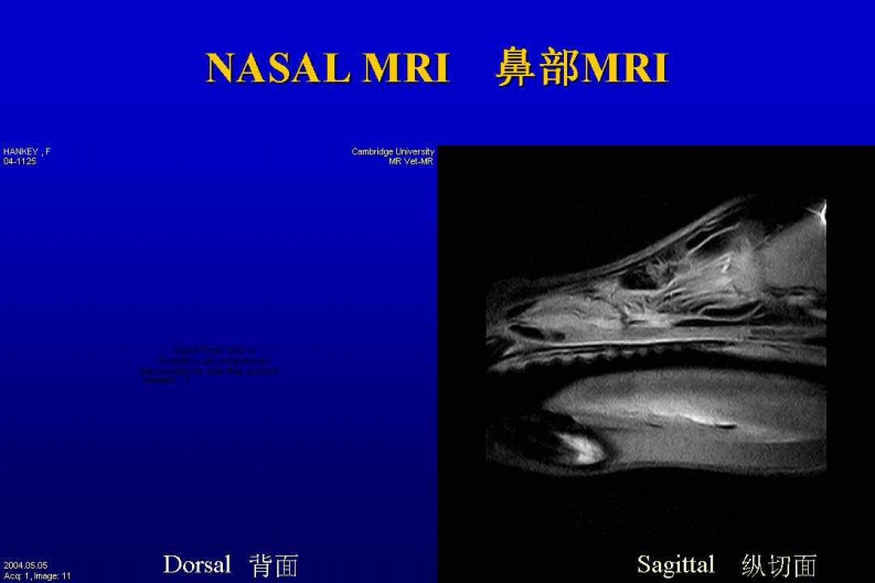 宠物-鼻部疾病.pdf 第3页