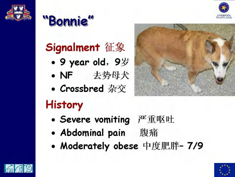 宠物-急性胰腺炎的治疗.pdf 第4页
