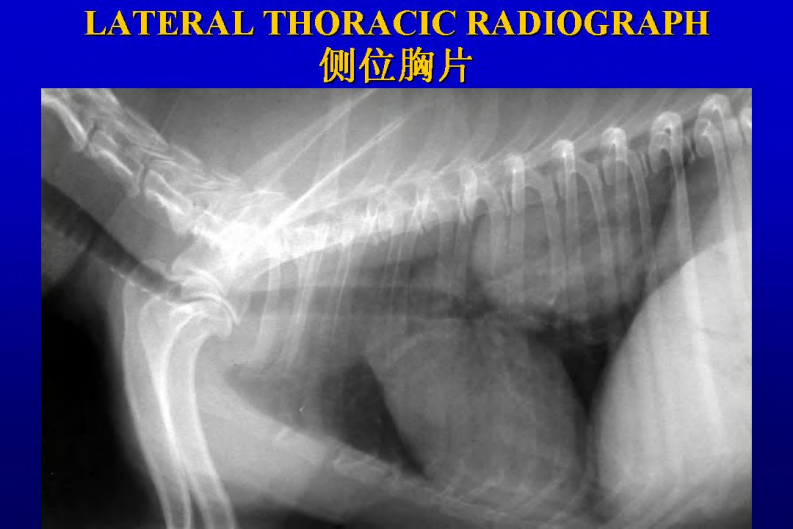咳嗽的鉴别诊断和临床分析-犬.pdf 第5页