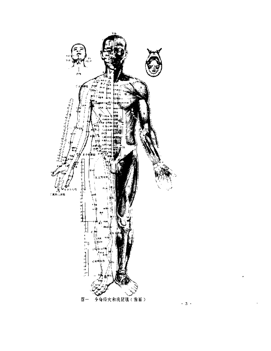 针灸解剖学图谱.pdf 第5页