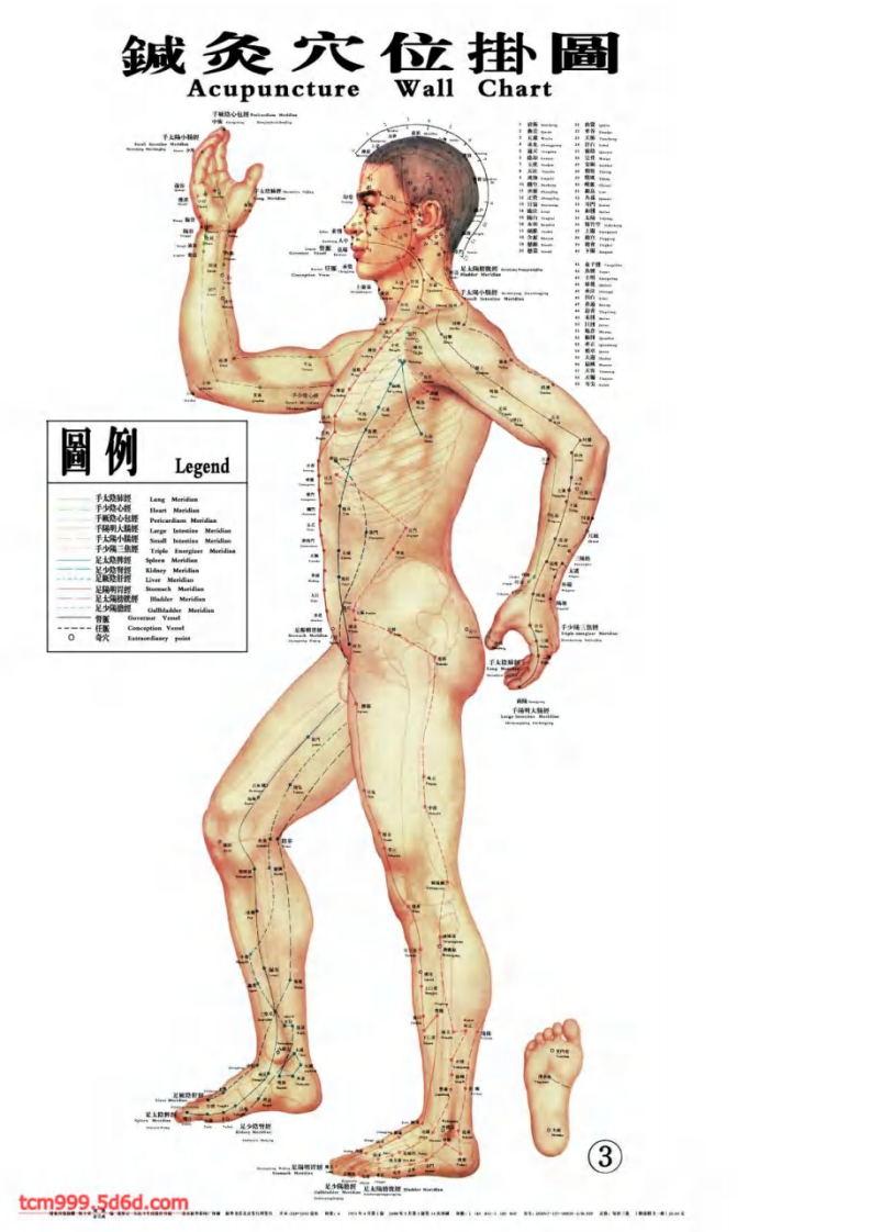 针灸穴位大挂图.pdf 第3页