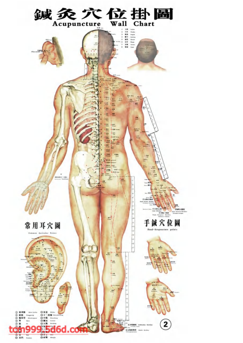 针灸穴位大挂图.pdf 第2页