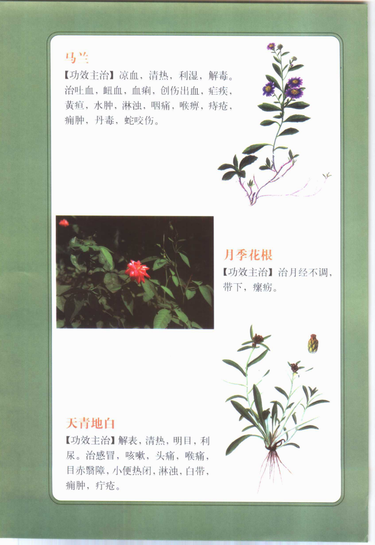 家庭必备日常食用治百病 彩色图文版 医用本草纲目.pdf 第4页