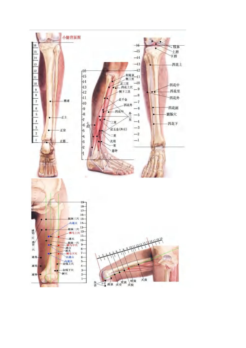 董氏针灸彩色穴位图高.pdf 第4页