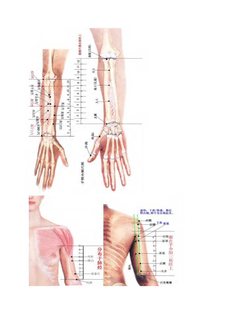 董氏针灸彩色穴位图高.pdf 第2页