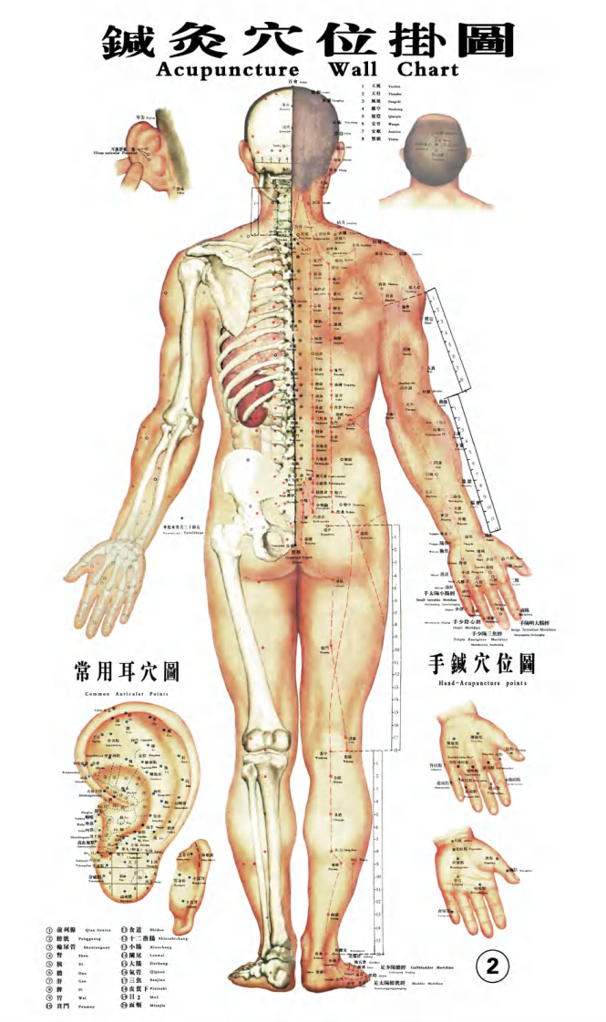 针灸穴位大挂图.pdf 第2页