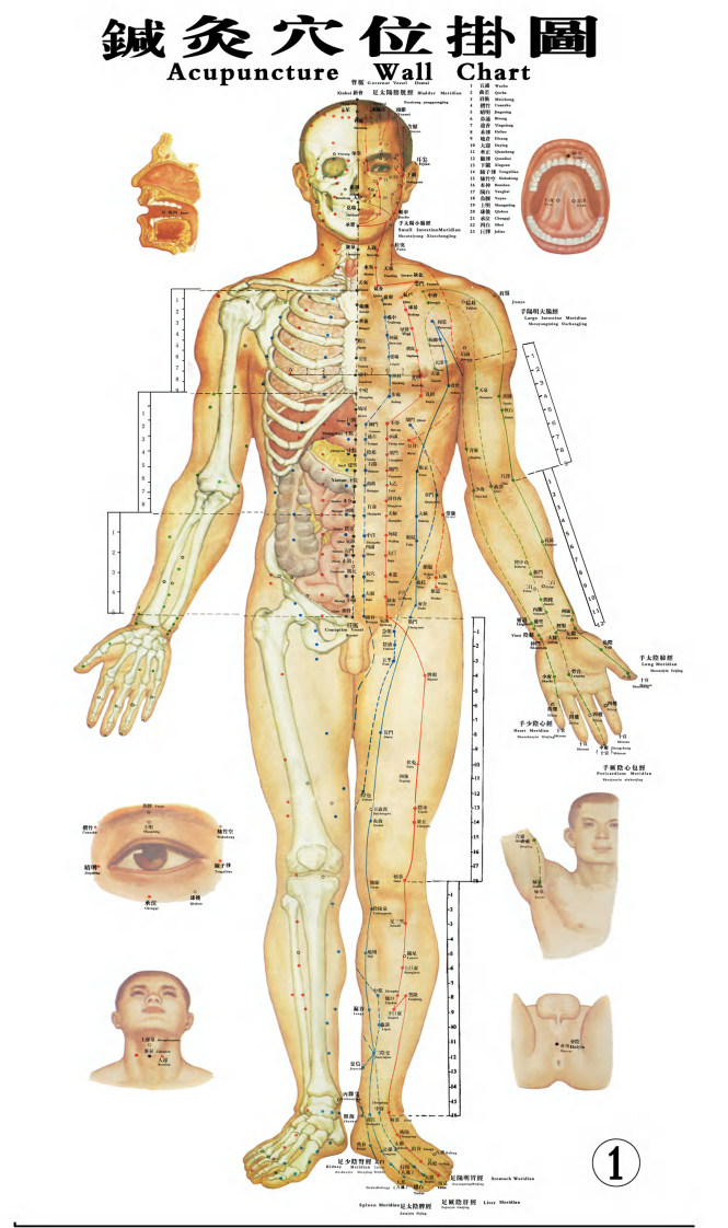 针灸穴位大挂图.pdf 第1页