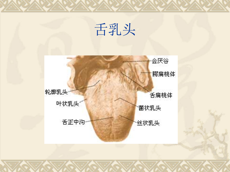 舌__诊.ppt 第5页