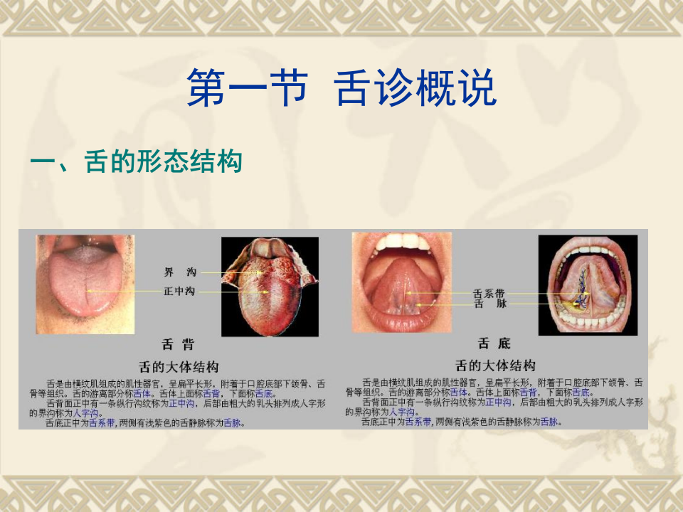 舌__诊.ppt 第3页