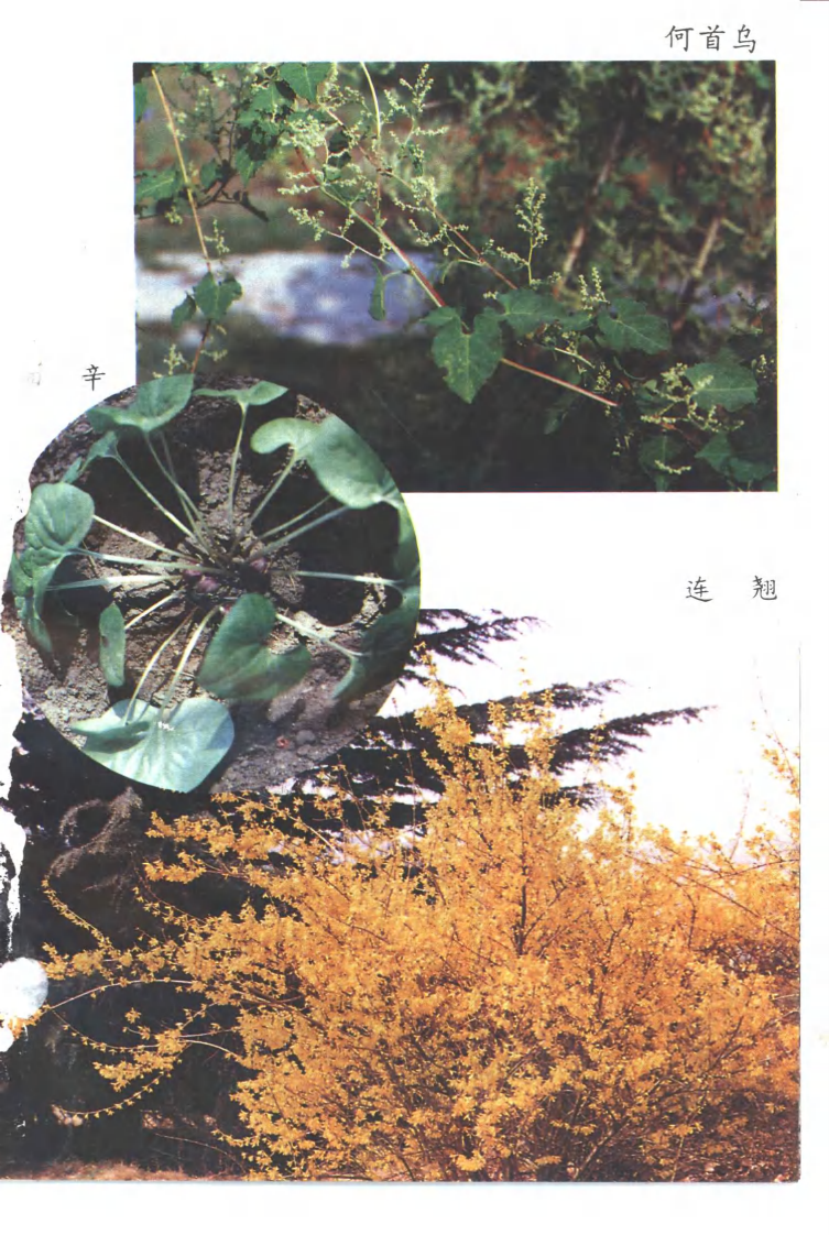 常用中药种植技术（第二版）（姚宗凡 主编）.pdf 第2页