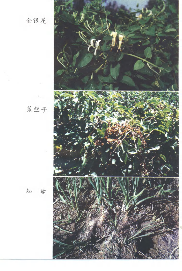 常用中药种植技术（第二版）（姚宗凡 主编）.pdf 第4页