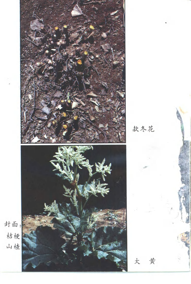 常用中药种植技术（第二版）（姚宗凡 主编）.pdf 第1页