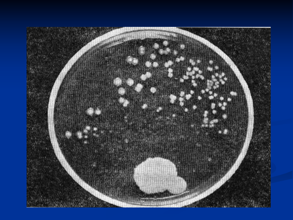 抗生素-1.ppt 第5页