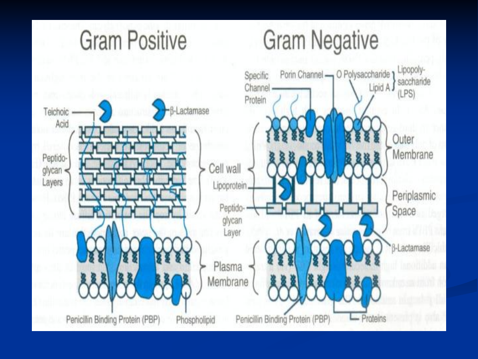 抗生素-3.ppt 第4页