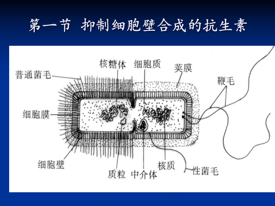 抗生素-3.ppt 第3页
