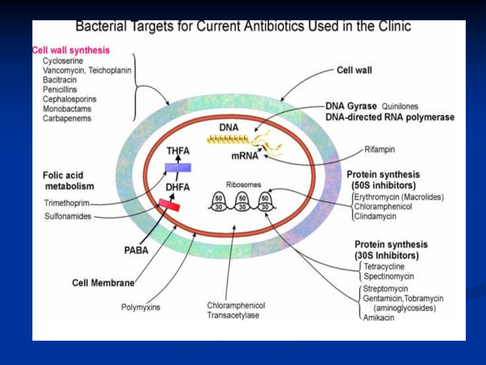 抗生素-3.ppt 第2页