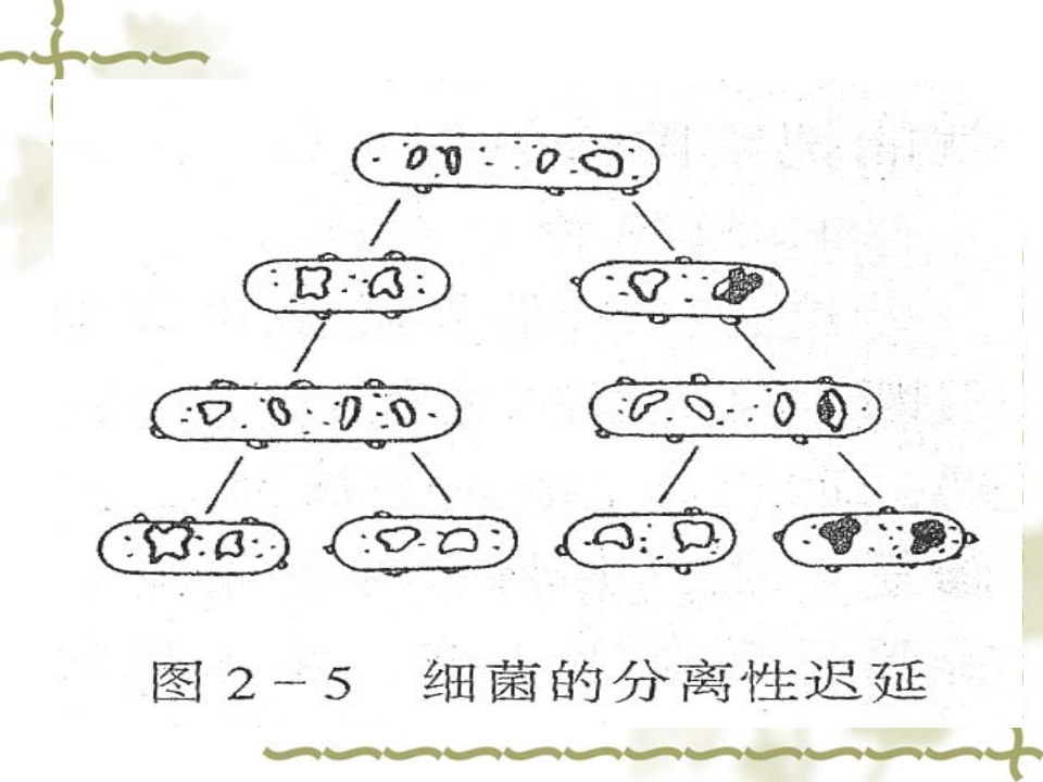 抗生素-6.ppt 第5页