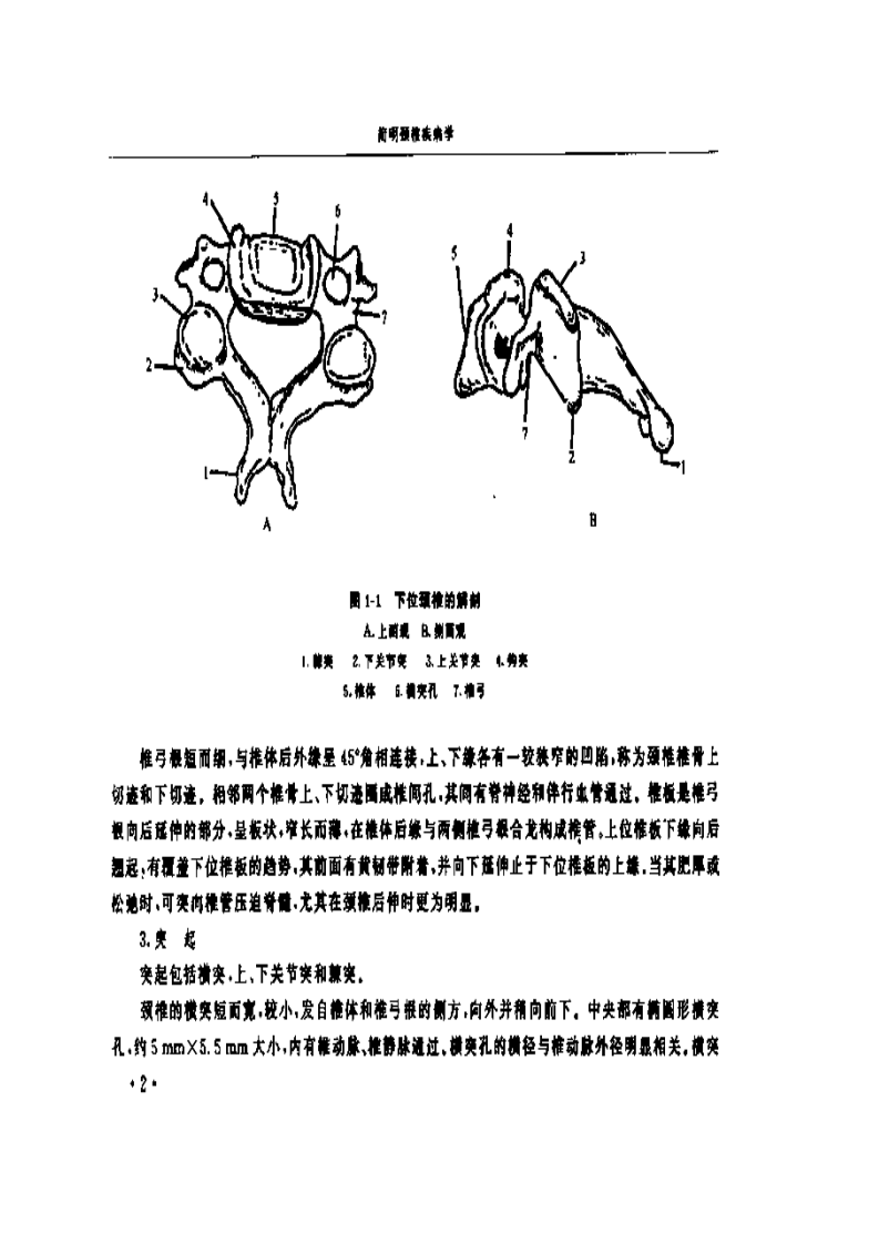 简明颈椎疾病学.pdf 第5页