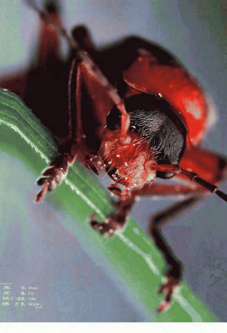 Canon EOS 600D数码单反摄影技巧大全.pdf 第4页