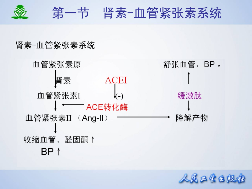 第二十三章 肾素-血管紧张素系统药理.ppt 第4页