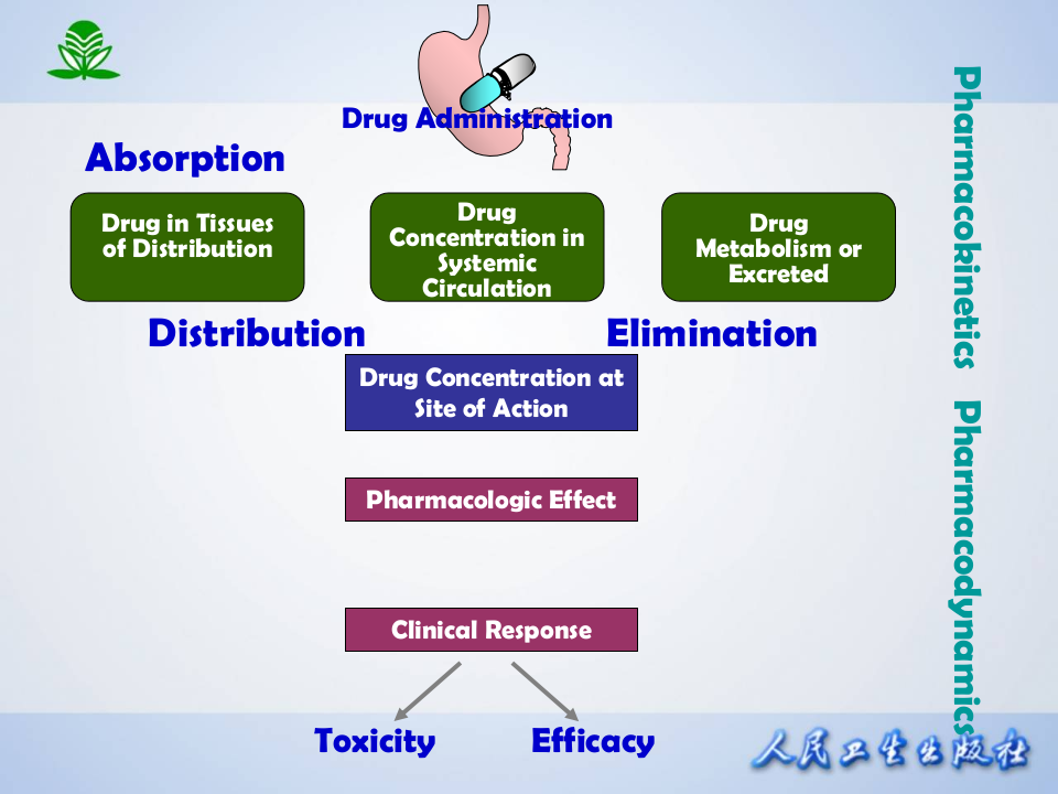 第二章 药物代谢动力学.ppt 第5页