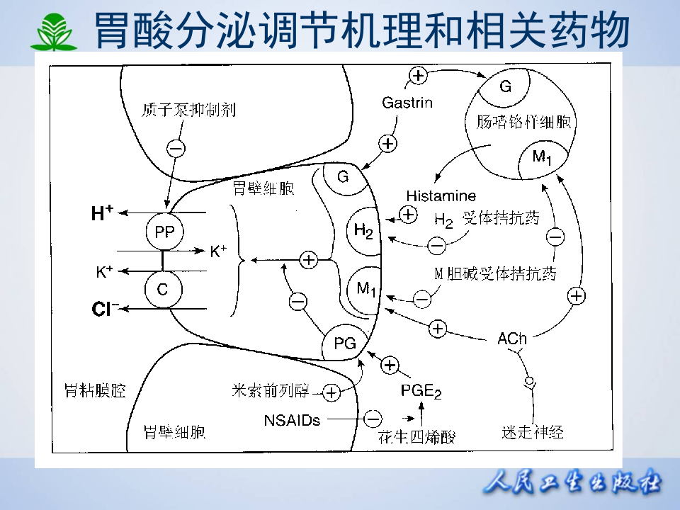 第三十二章  作用于消化系统药物.ppt 第4页