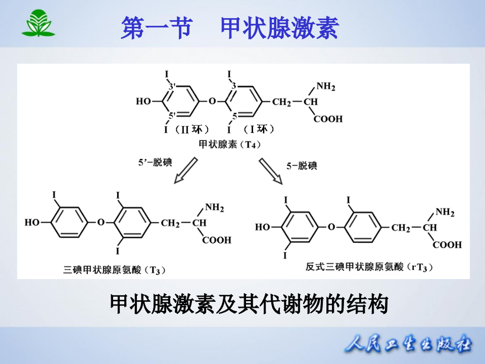 第三十六章  甲状腺激抗甲状腺药.ppt 第5页