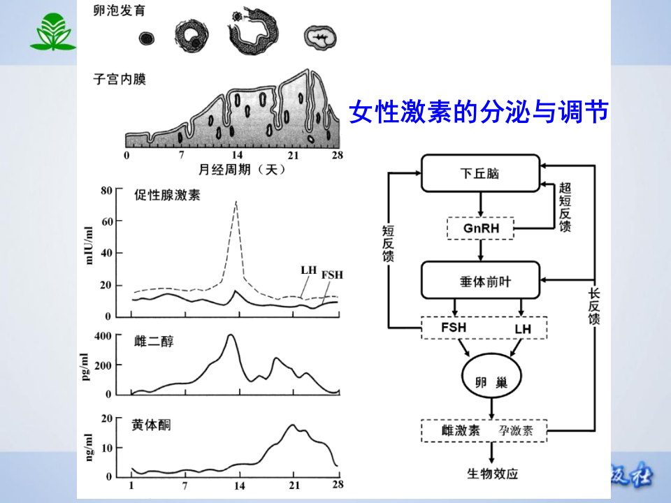 第三十四章  性激素类药及避孕药.ppt 第5页