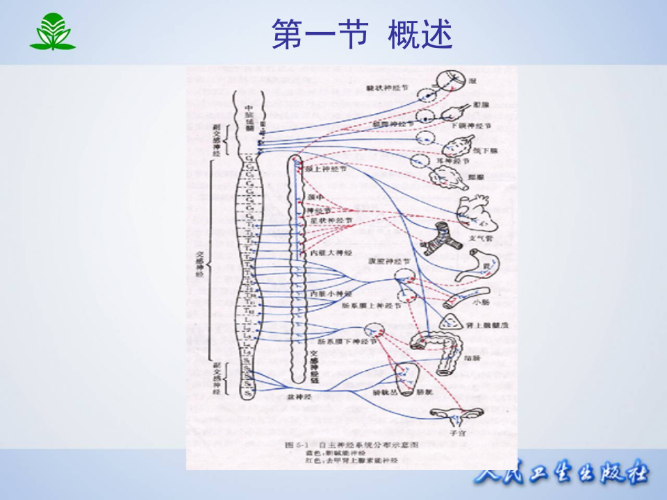 第五章 传出神经系统药理概论.ppt 第5页