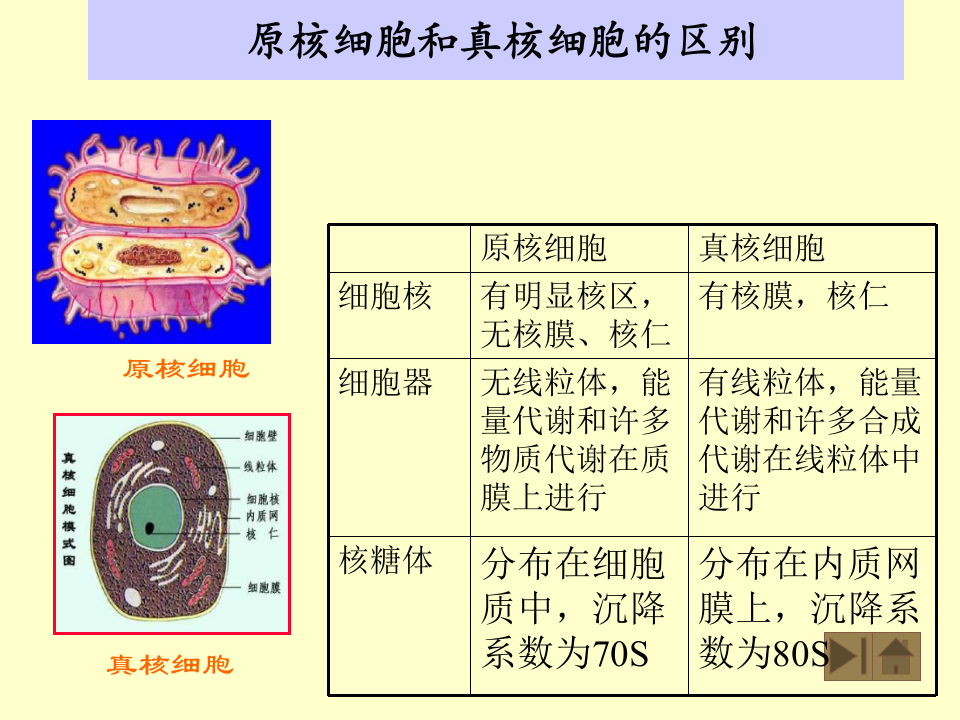 微生物学_2.ppt 第2页
