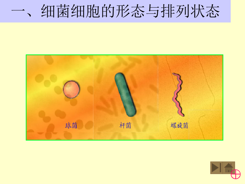 微生物学_2.ppt 第4页