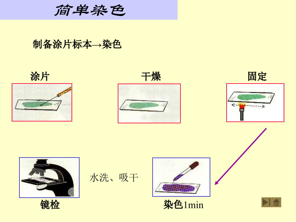 微生物学_3.ppt 第3页