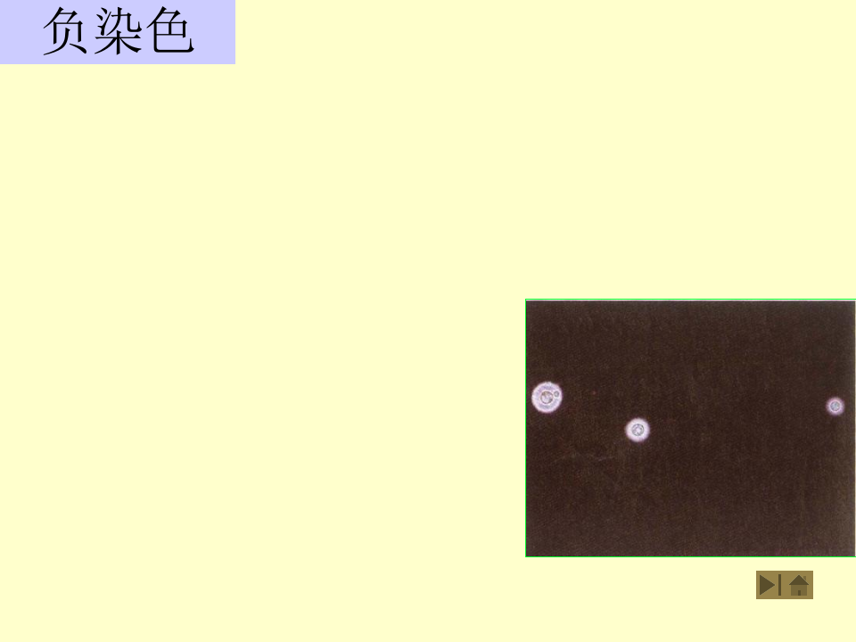 微生物学_3.ppt 第2页