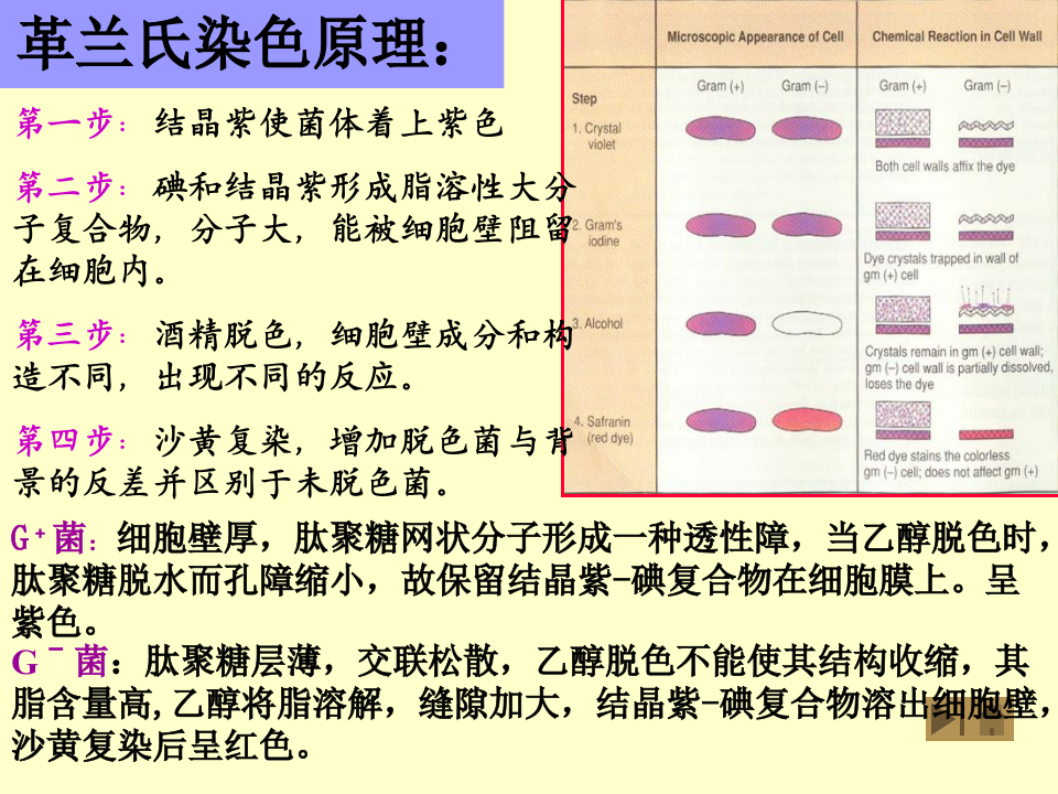 微生物学_6.ppt 第1页